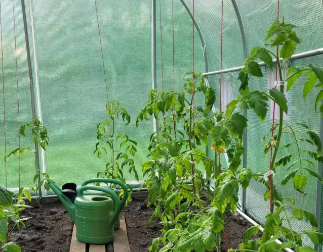Polytunnel Greenhouse with Roll-up Side Walls