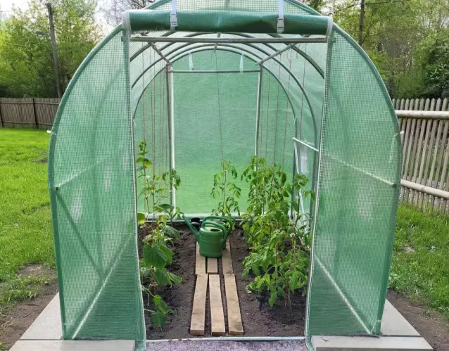 Polytunnel Greenhouse with Roll-up Side Walls